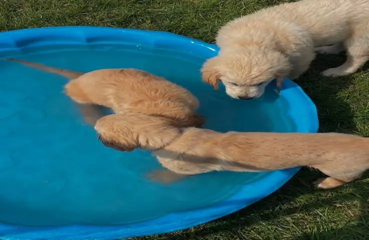 Golden retriever puppies for adoption and rehoming