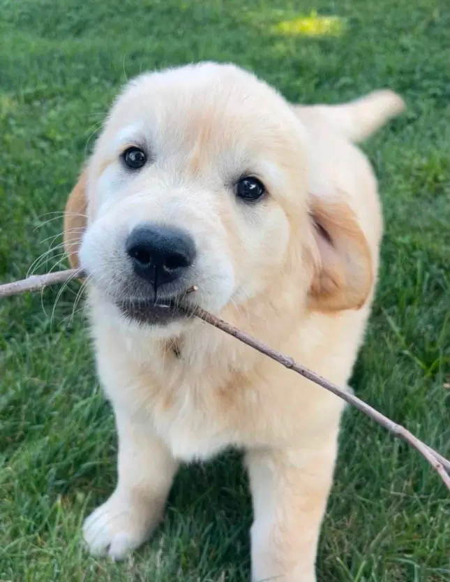 Golden retriever puppies for adoption and rehoming