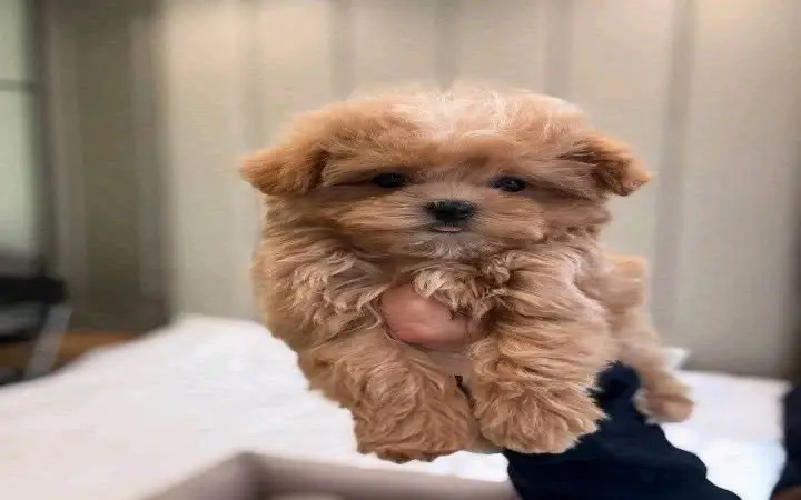 Poodle adoption