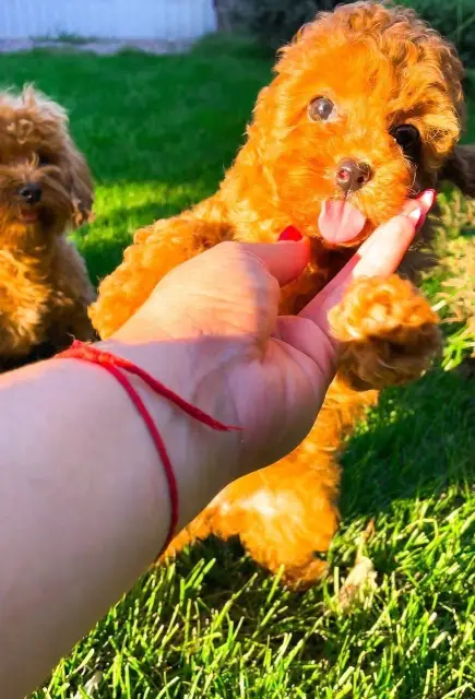 AKC Registered Teacup poodle ready for a loving family