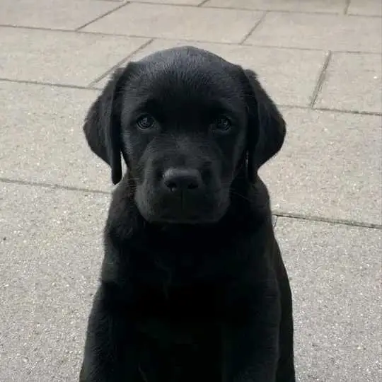 Labrador Retriever Puppy For Adoption