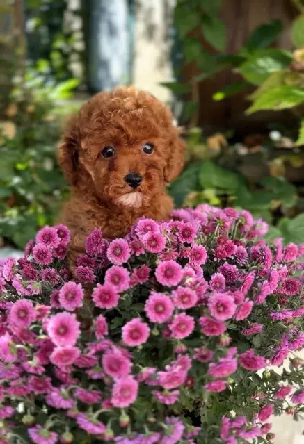 ❤️ Sweet Teacup Poodle Looking for a Forever Family