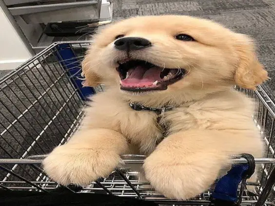 🐾 Golden retriever puppy for adoption ! 🐾