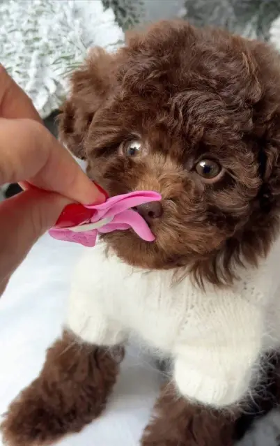 Comes with a starter puppy kit (food sample, toy, and blanket).