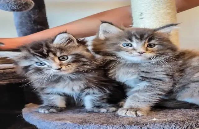 Maine coin kittens