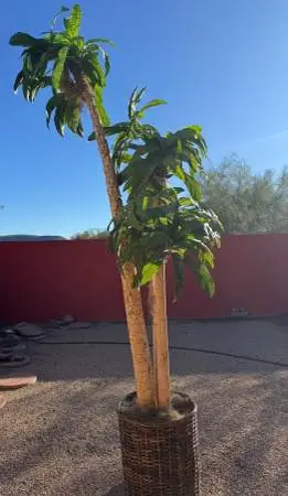 Palm Tree 14 Ft. Tall