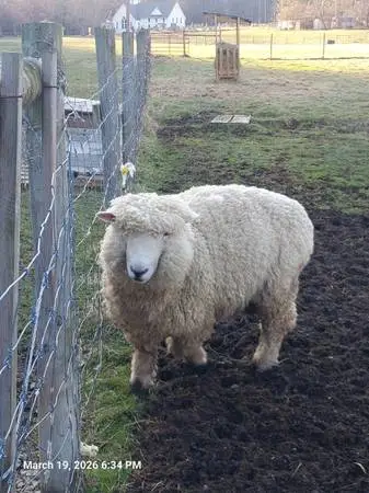 Romney Ram