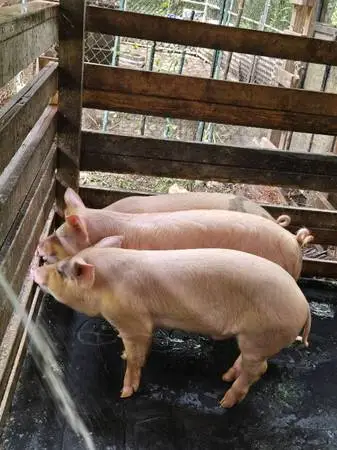 Pigs ( yorkshire)