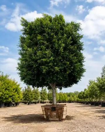 ***25 FT *** FICUS TREE ***** 25FT *** FICUS TREE ****