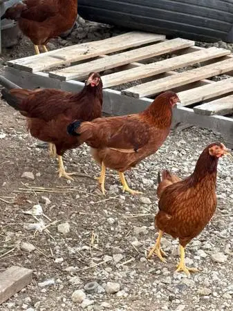 18 week old Rhode Island Red pullets