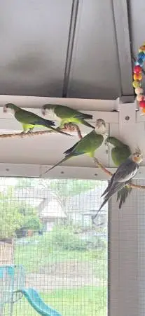 Quarker parrots