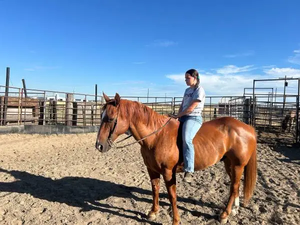 Kids horse for sale