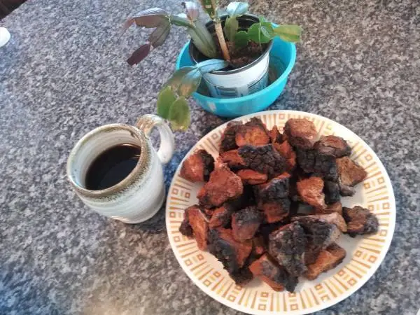 ALaSkaN WilD ChAgA MusHroOm Be HeaLthY