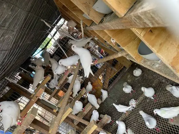 White pigeons