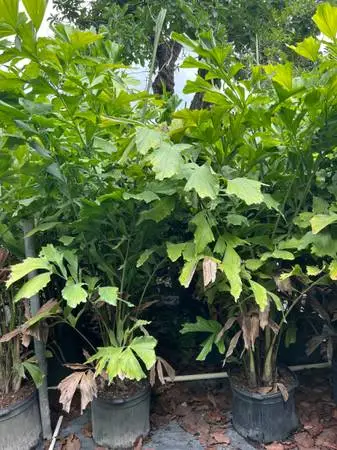 Plants for a tropical privacy hedge