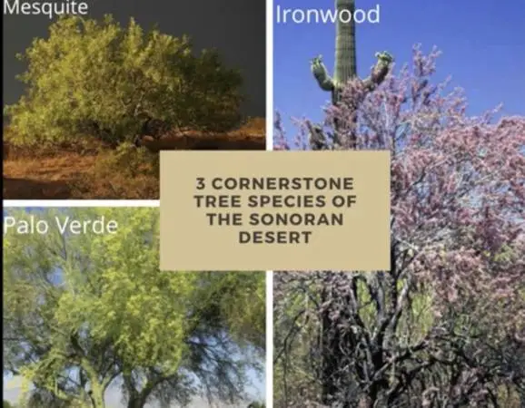 We have all kinds of trees, All sizes delivery included