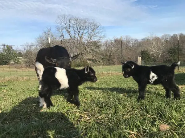 Nigerian dwarfs goats