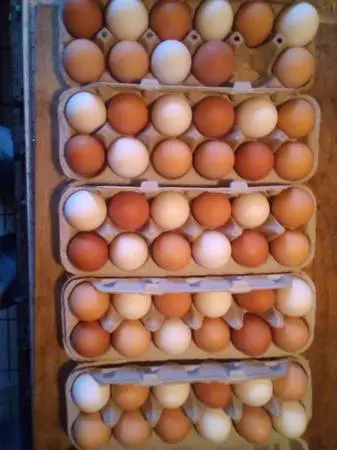 Farm Fresh Eggs