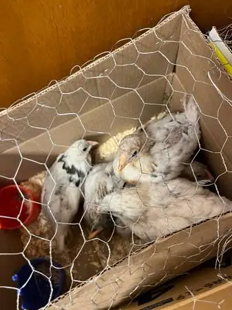 Fancy chick breeds