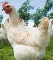 5 Month Old Laying Hens...Just starting to lay good! Delivered