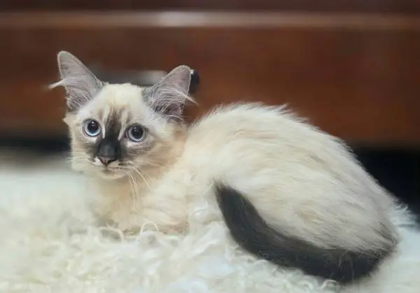Balinese Kitten