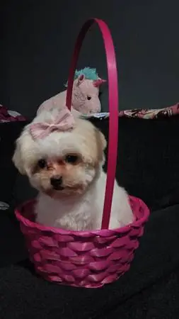 Shih tzu malt