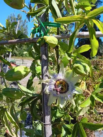 Blue Passion Flower