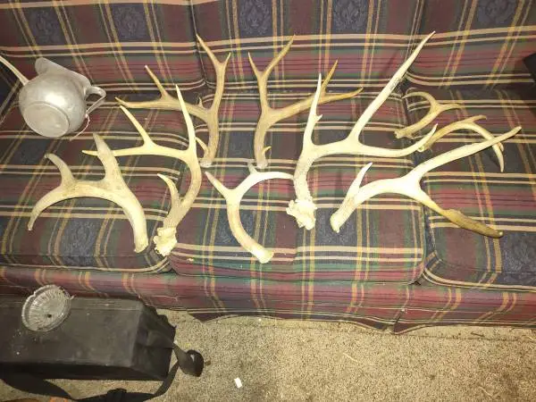 Deer antlers