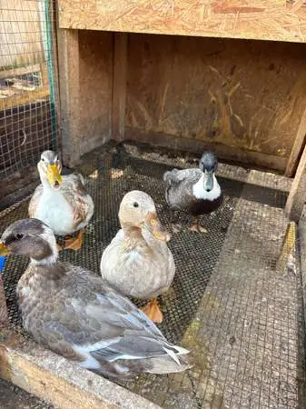 Laying call ducks