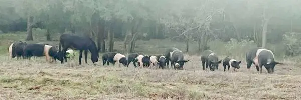 Free Range Pasture Raised Whole Hog Mild Breakfast Sausage