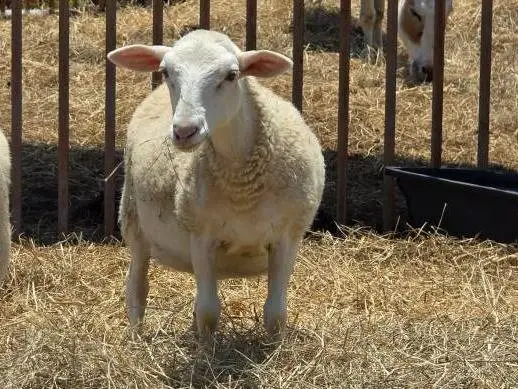 White/Black Head Dorper Ewe Lamb