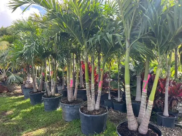 PALMS: Christmas, Alexanders, Roebellinii and foxtail Palms