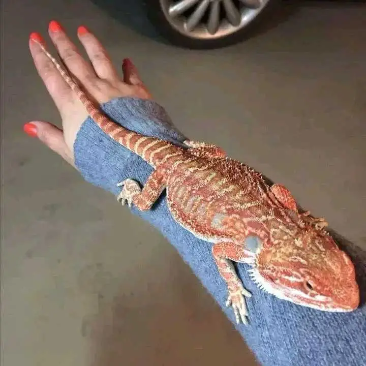 bearded dragon