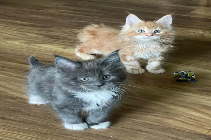 Maine Coon Kitten