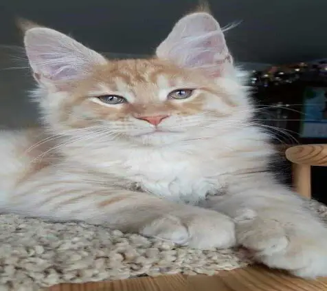Maine Coon Kitten