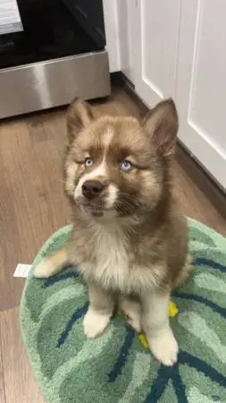 husky puppy