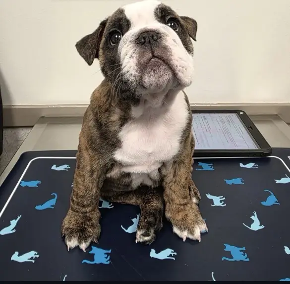 English bulldog for Adoption
