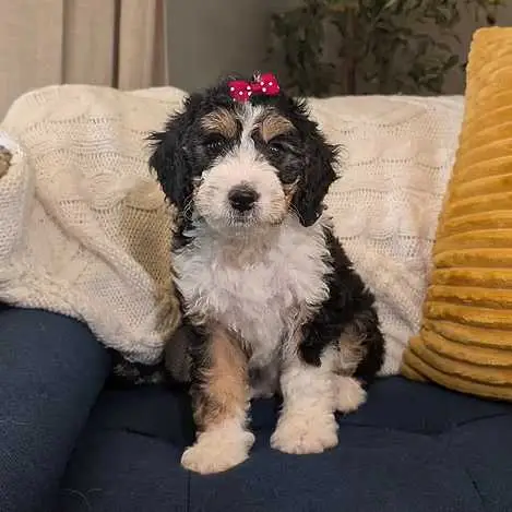 Meet Trixie! With her beautiful traditional Bernese markings and confident personality.