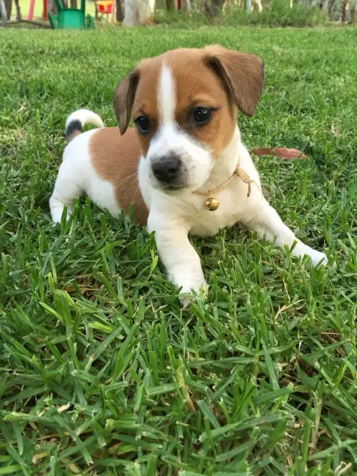 jack Russell