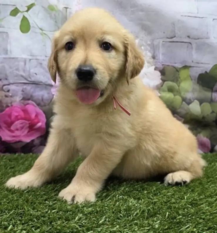 Sophie is the kind of puppy who knows how to light up a room with her sweet and playful