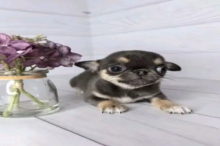 Chihuahua Puppy