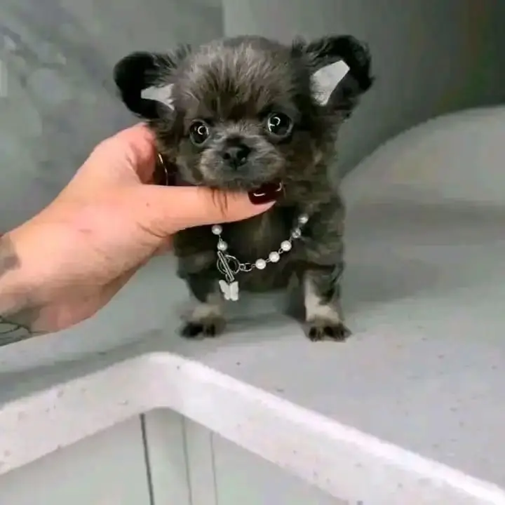 Teacup Chihuahua Puppy