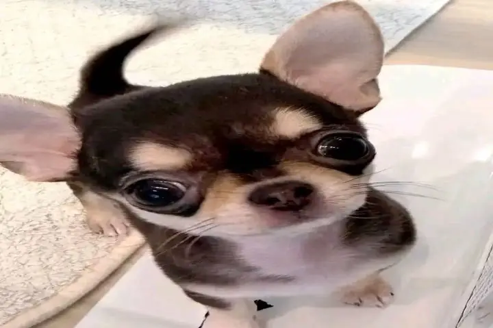 Chihuahua Puppy