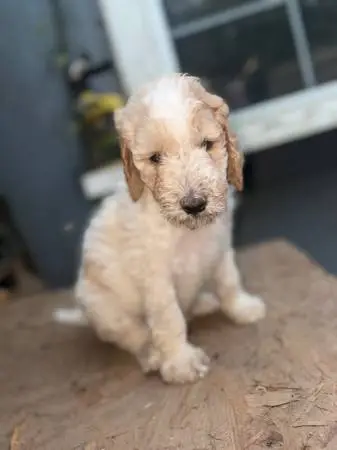 Golden doodle