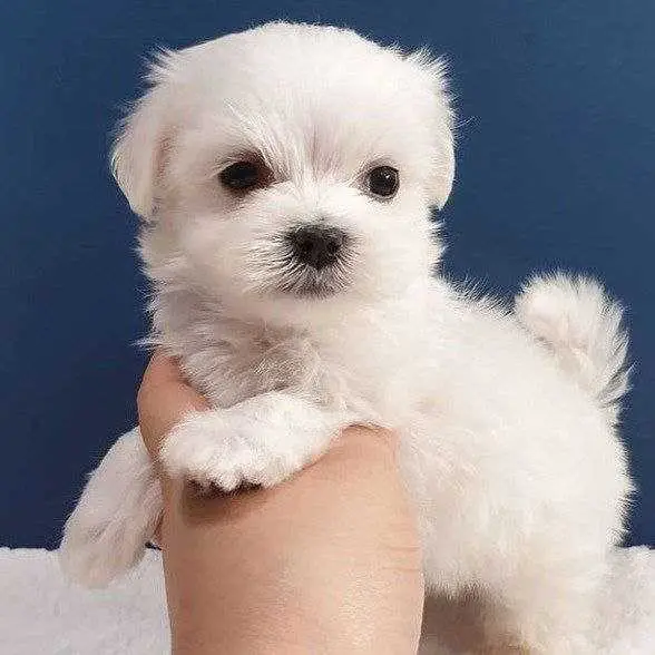 Chihuahua Puppy ‘Jolie’ – Vaccinated, Microchipped & Vet Checked – $350
