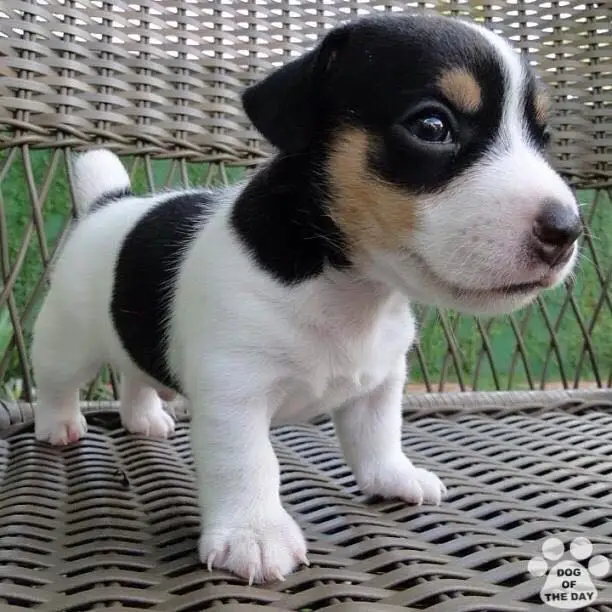 Jack Russell