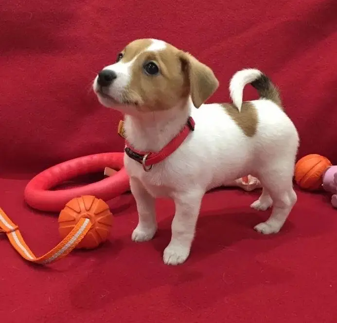 Jack Russell