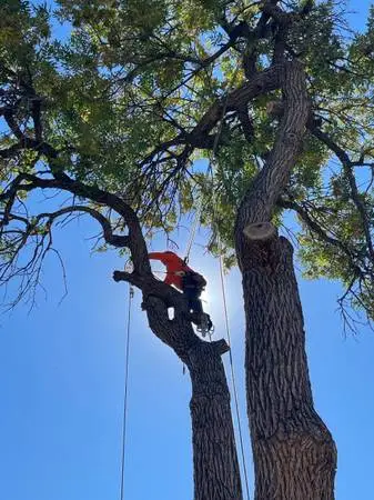 Alexs tree removel FREE ESTIMATE!!!