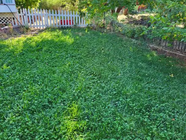 Landscaping/ Zero Scaping/Clover cheaper than Zero S /low water lawns/