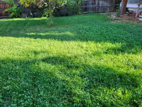 Landscaping/ Zero Scaping/Clover better than Zero S/low water lawns/